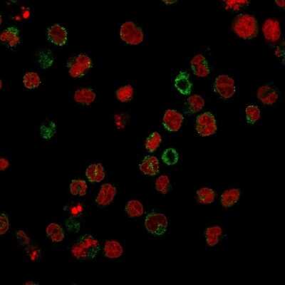 Immunocytochemistry/ Immunofluorescence: SSEA-1 Antibody (FR4A5) [NBP2-45304]