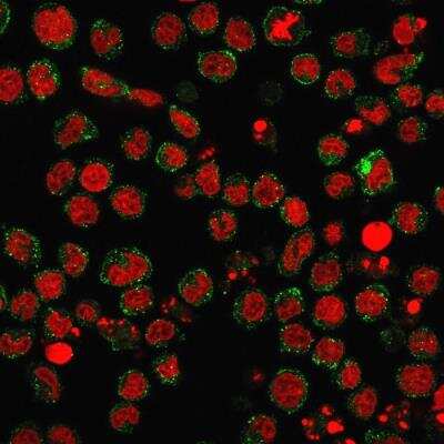 Immunocytochemistry/ Immunofluorescence: SSEA-1 Antibody (FUT4/1478R) - Azide and BSA Free [NBP2-49879]