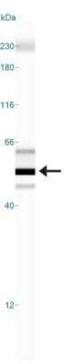 Simple Western: SSEA-1 Antibody (MC-480)Azide and BSA Free [NBP2-80961]