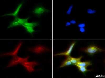 Immunocytochemistry/ Immunofluorescence: SSEA-1 Antibody (MC-480) [NB100-1831]