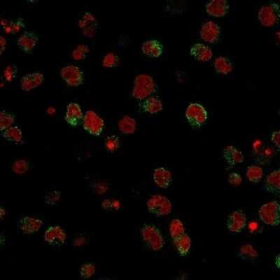 Immunocytochemistry/ Immunofluorescence: SSEA-1 Antibody (SPM490) [NBP2-45305]