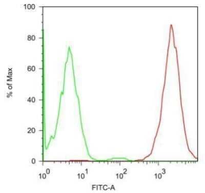 Flow Cytometry: SSEA-5 Antibody (8e11) [NBP2-42922]