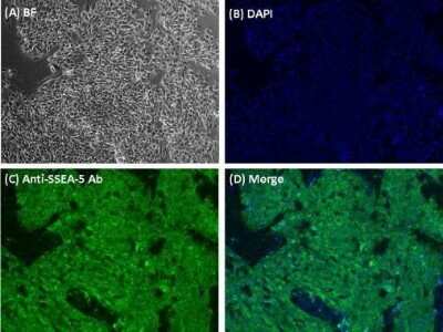 Immunocytochemistry/ Immunofluorescence: SSEA-5 Antibody (8e11) [NBP2-42922]