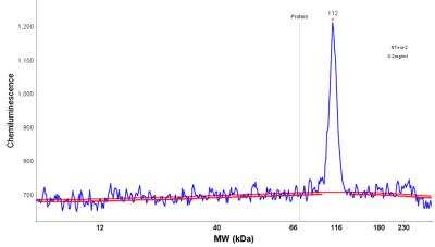Simple Western: SSRP1 Antibody [NBP1-84754]