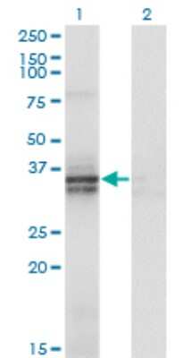 Western Blot: ST3 beta-Gal alpha-2,3-Sialyltransferase 2/ST3GAL2 Antibody (1E12) [H00006483-M01]