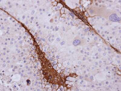 Immunohistochemistry-Paraffin: ST3GAL3 Antibody [NBP2-20491]