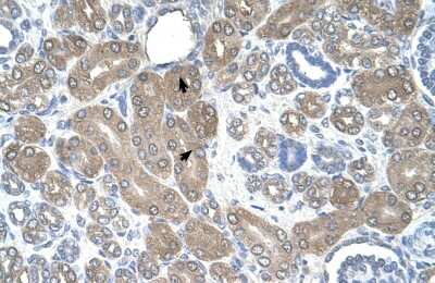 Immunohistochemistry-Paraffin: ST3GAL5 Antibody [NBP1-62444]