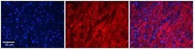 Immunohistochemistry-Paraffin: ST5 Antibody [NBP2-85831]