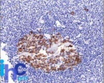 Immunohistochemistry-Paraffin: ST6 Gal Sialyltransferase 1/ST6GAL1/CD75 Antibody (LN-1) [NBP2-44669]