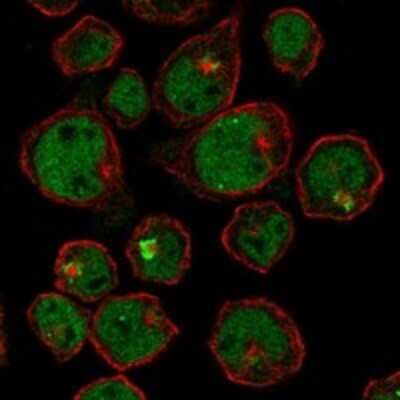 Immunocytochemistry/ Immunofluorescence: ST6GALNAC1 Antibody [NBP3-17938]