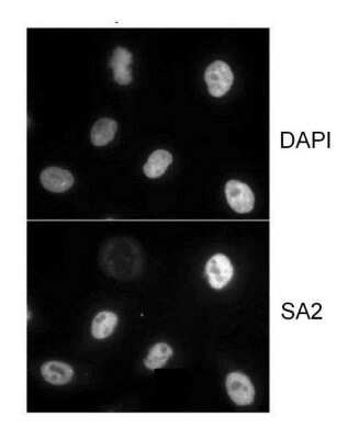Immunocytochemistry/ Immunofluorescence: STAG2 Antibody [NB100-300]
