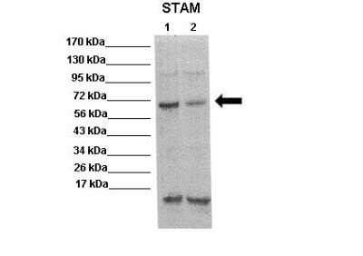 Western Blot: STAM-1 Antibody [NBP2-85836]
