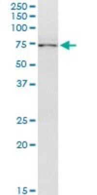 Immunoprecipitation: STAM2 Antibody (1A10) [H00010254-M01]