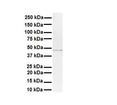 Western Blot: AMSH-LP Antibody [NBP1-56334]