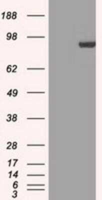 Western Blot: STAT1 Antibody (OTI4H9) [NBP1-48011]
