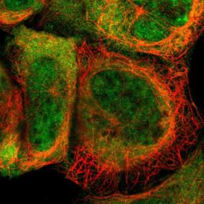 Immunocytochemistry/ Immunofluorescence: STAT1 Antibody [NBP1-81578]