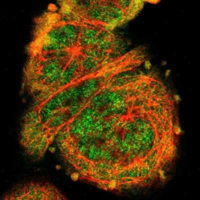 Immunocytochemistry/ Immunofluorescence: STAT1 Antibody [NBP1-81579]