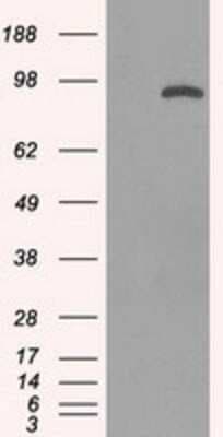 Western Blot: STAT1 Antibody (OTI15H3)Azide and BSA Free [NBP2-74377]