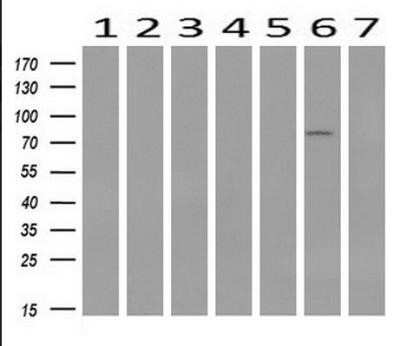 Western Blot: STAT1 Antibody (OTI4H9)Azide and BSA Free [NBP2-74375]