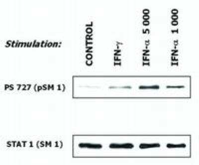 Immunoprecipitation: STAT1 Antibody (SM1) - BSA Free [NB500-514]