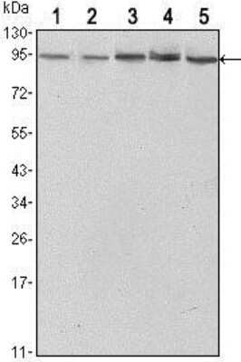 Western Blot: STAT3 Antibody (3B5)BSA Free [NBP1-51667]