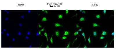 Immunocytochemistry/ Immunofluorescence: STAT3 Antibody (9D8) [NBP2-22471]