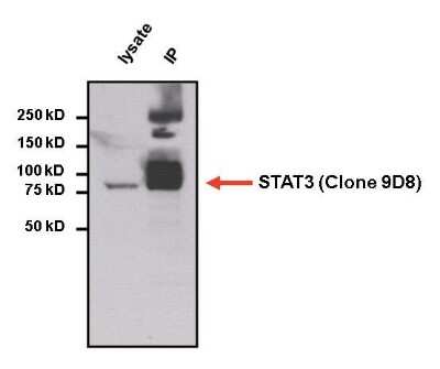 Immunoprecipitation: STAT3 Antibody (9D8) [NBP2-22471]