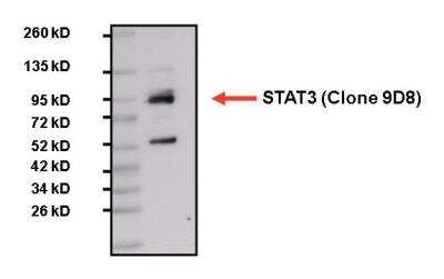 Western Blot: STAT3 Antibody (9D8) [NBP2-22471]