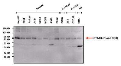 Western Blot: STAT3 Antibody (9D8) [NBP2-22471]