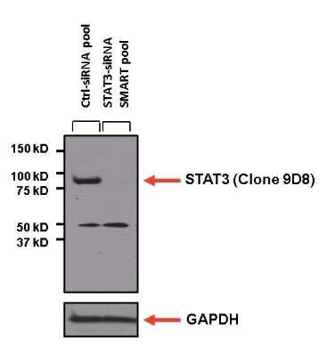 Western Blot: STAT3 Antibody (9D8) [NBP2-22471]