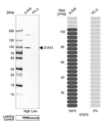 Western Blot: STAT3 Antibody [NBP2-38857]