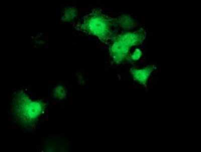 Immunocytochemistry/ Immunofluorescence: STAT4 Antibody (OTI2F3) - Azide and BSA Free [NBP2-74389]