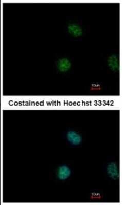 Immunocytochemistry/ Immunofluorescence: STAT5A Antibody [NBP2-20505]