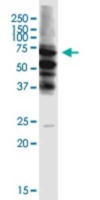 Western Blot: STAU2 Antibody (5C5) [H00027067-M01]