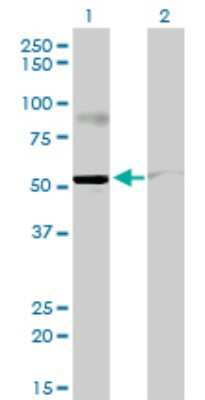 Western Blot: STAU2 Antibody (5C5) [H00027067-M01]