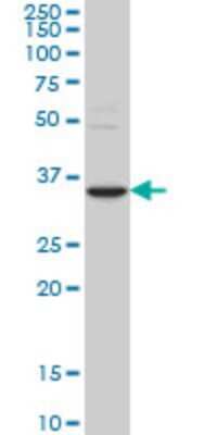 Western Blot: STAU2 Antibody (6F9) [H00027067-M03]