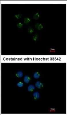 Immunocytochemistry/ Immunofluorescence: STAU2 Antibody [NBP2-20507]