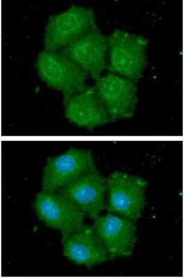 Immunocytochemistry/ Immunofluorescence: STCH Antibody (2F6) - BSA Free [NBP2-60243]