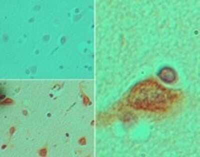 Immunohistochemistry-Paraffin: Stella/Dppa3 Antibody [NBP2-27292]