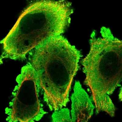 Immunocytochemistry/ Immunofluorescence: STI1 Antibody [NBP2-32621]