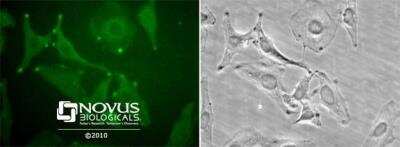 Immunocytochemistry/ Immunofluorescence: STIM1 Antibody - BSA Free [NB110-60547]