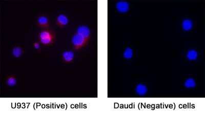 Immunocytochemistry/ Immunofluorescence: STING/TMEM173 Antibody (2922D) [NBP3-18816]