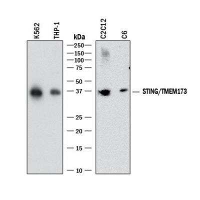 Western Blot: STING/TMEM173 Antibody (2922D) [NBP3-18816]