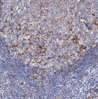 Immunohistochemistry-Paraffin: STING/TMEM173 Antibody [NBP2-38389]