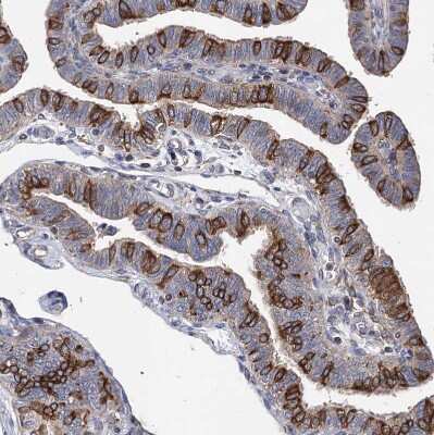 Immunohistochemistry-Paraffin: STING/TMEM173 Antibody [NBP2-48684]
