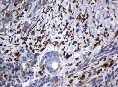 Immunohistochemistry: STING/TMEM173 Antibody (OTI4H1) - Azide and BSA Free [NBP2-74402]