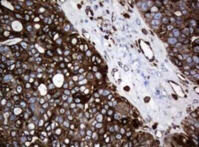Immunohistochemistry: STING/TMEM173 Antibody (OTI4H1) - Azide and BSA Free [NBP2-74402]
