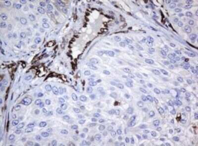 Immunohistochemistry: STING/TMEM173 Antibody (OTI4H1) - Azide and BSA Free [NBP2-74402]