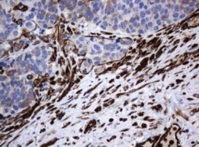 Immunohistochemistry: STING/TMEM173 Antibody (OTI4H1) - Azide and BSA Free [NBP2-74402]
