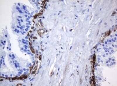 Immunohistochemistry: STING/TMEM173 Antibody (OTI4H1) - Azide and BSA Free [NBP2-74402]
